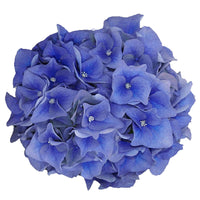 Hortensie Hydrangea Boogie Woogie blau inkl. Weidenkorb - Winterhart - Blühende Büsche