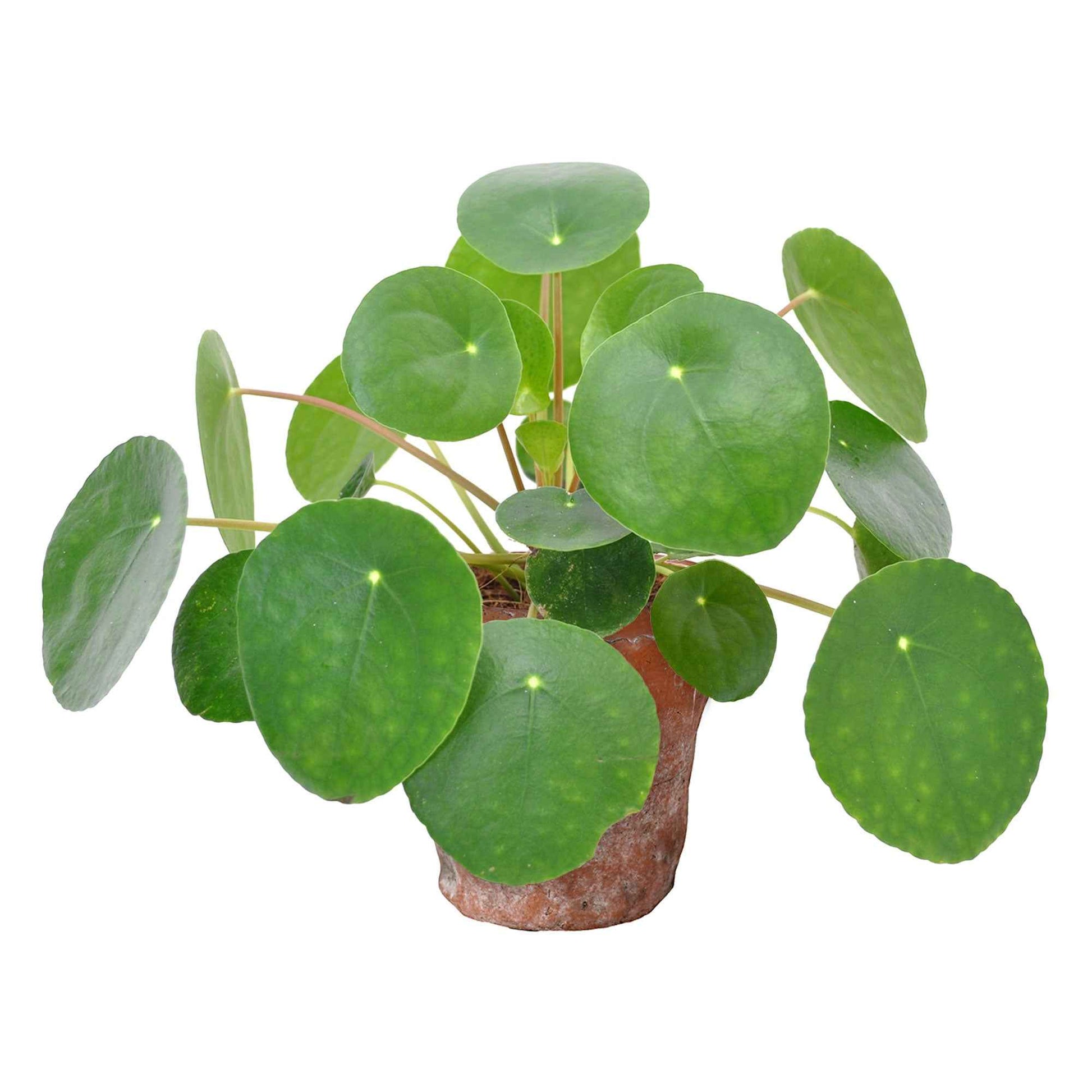 Pfannkuchenpflanze Pilea peperomioides inkl. Terracotta-Topf - Einfache Zimmerpflanzen im Übertopf