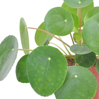Pfannkuchenpflanze Pilea peperomioides inkl. Terracotta-Topf - Grüne Zimmerpflanzen