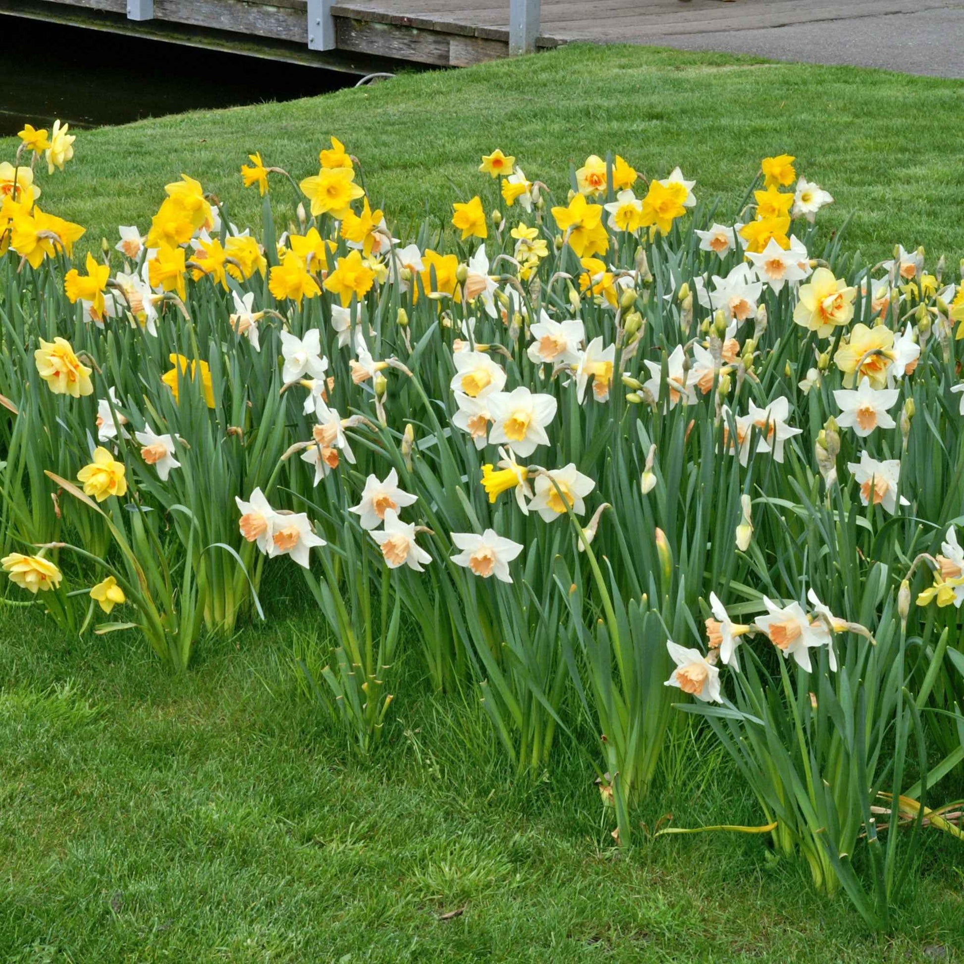 25x Narzisse Narcissus - Mischung Dwarf biologisch gelb-weiβ - Alle Blumenzwiebeln