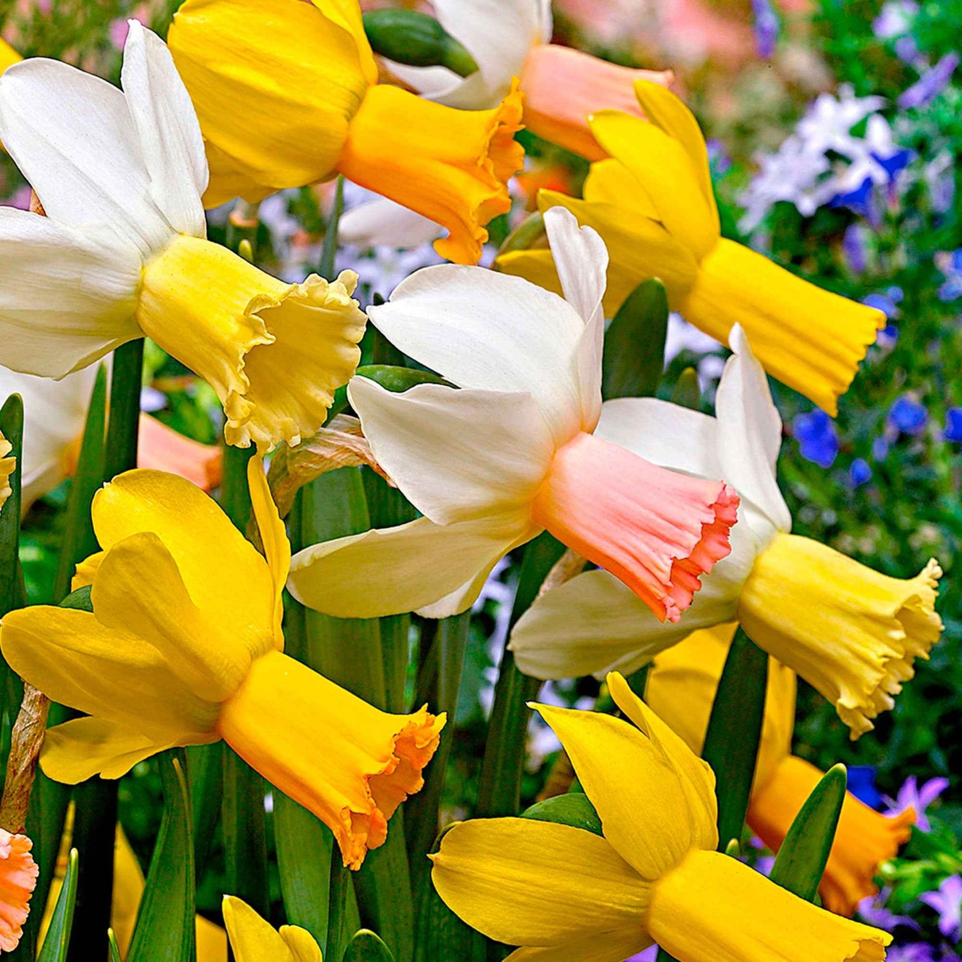 25x Narzisse Narcissus - Mischung Dwarf biologisch gelb-weiβ - Alle beliebten Blumenzwiebeln