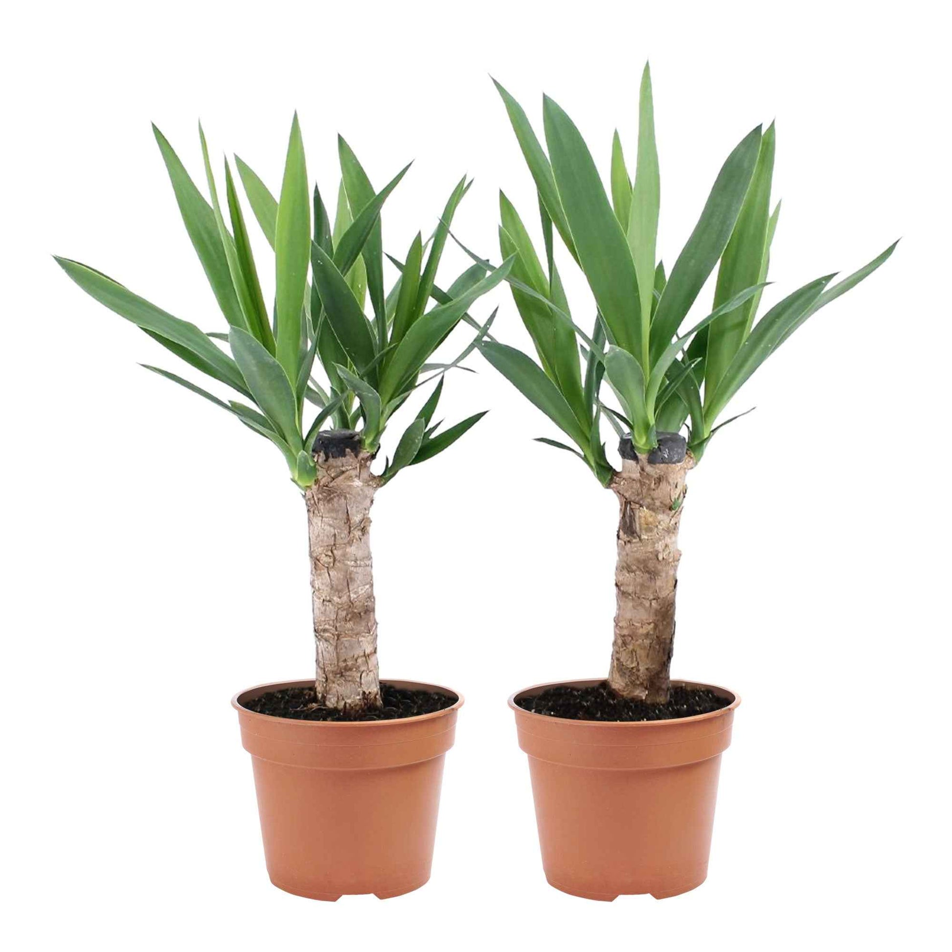 2x Palmlilie Yucca elephantipes - Büropflanzen