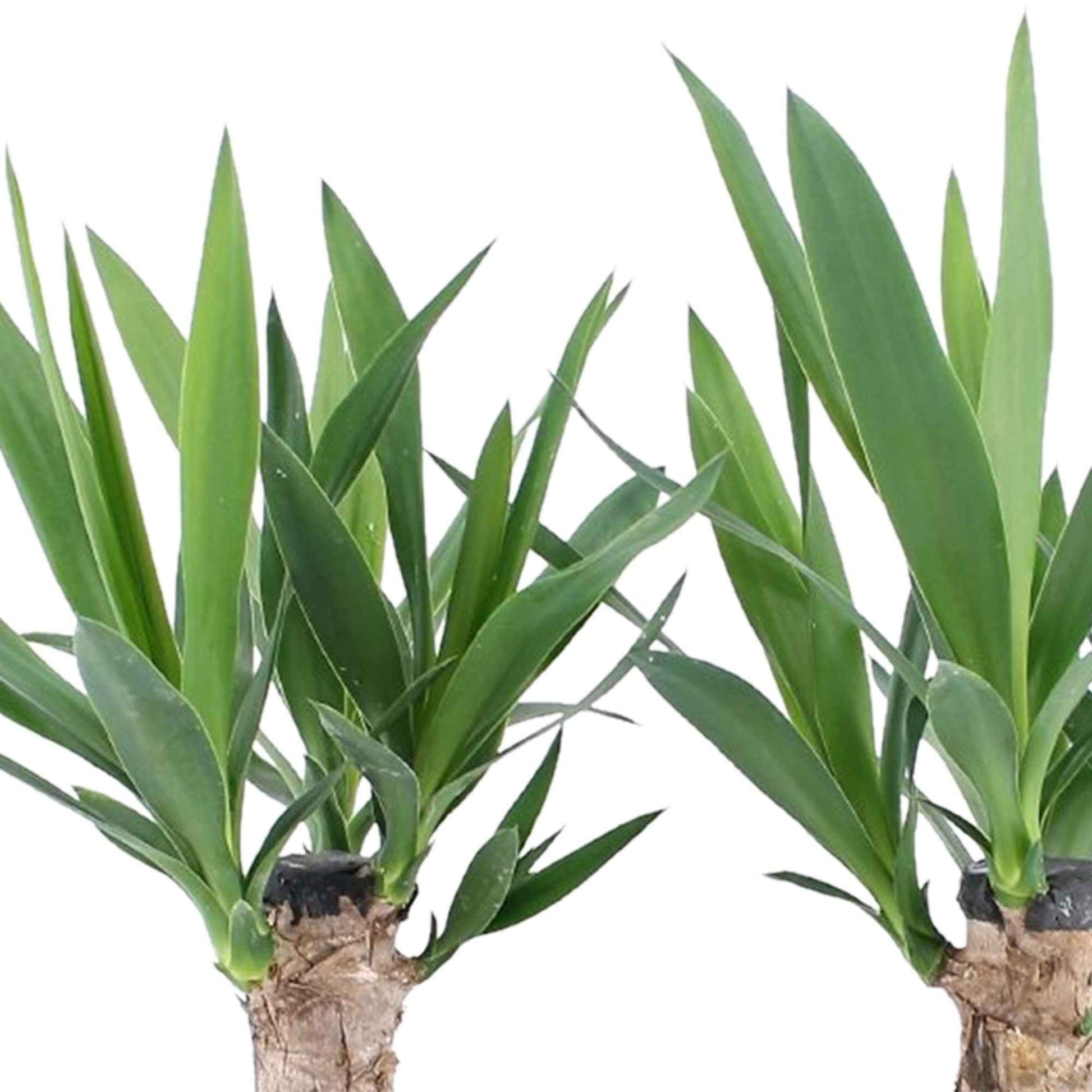 2x Palmlilie Yucca elephantipes - Grüne Zimmerpflanzen
