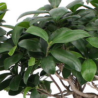 Bonsai Feige Ficus microcarpa 'Ginseng' XL inkl. Korb - Grüne Zimmerpflanzen