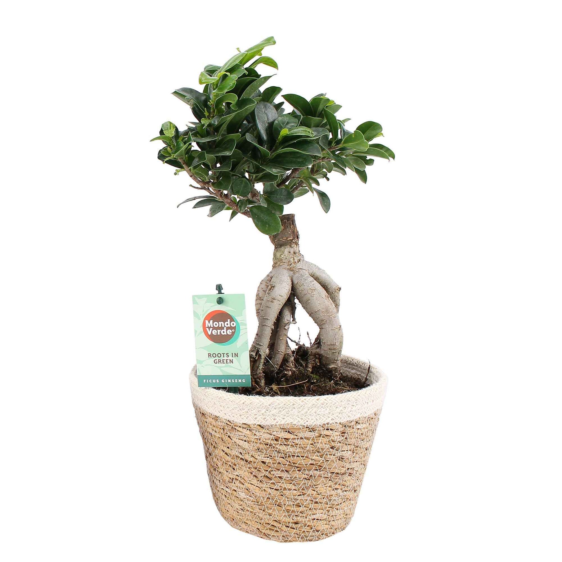 Bonsai Feige Ficus microcarpa 'Ginseng' XL inkl. Korb - Alle Pflanzen mit Topf