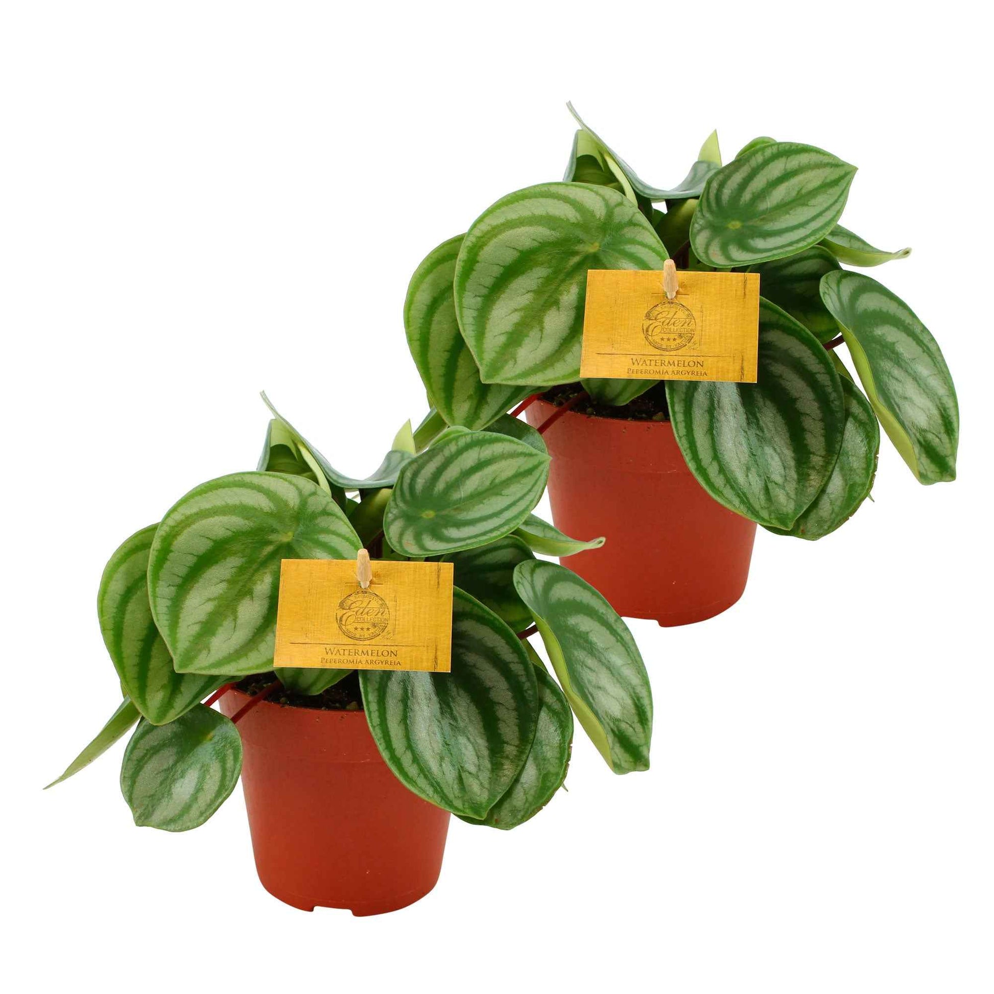 2x Pfefferpflanze Peperomia argyreia - Alle pflegeleichten Zimmerpflanzen