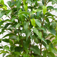 2x Birkenfeige Ficus benjamina Natasja - Grüne Zimmerpflanzen