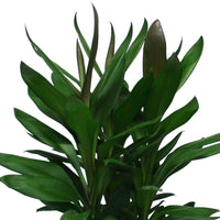 Glückspflanze Cordyline Glauca - Grüne Zimmerpflanzen