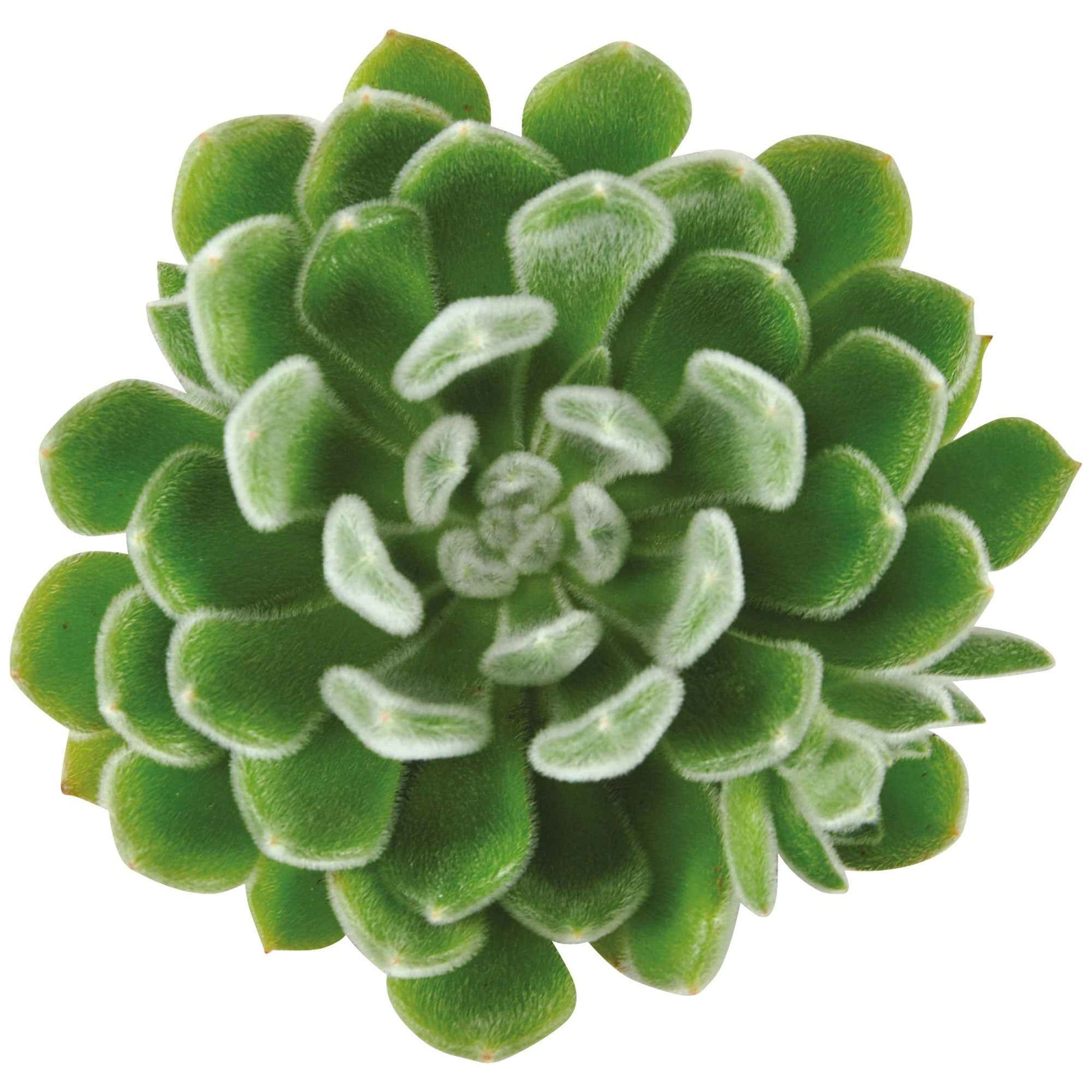 3x Sukkulente Echeveria setosa - Alle pflegeleichten Zimmerpflanzen
