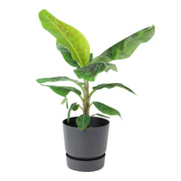 Bananenpflanze Musa Cavendish inkl. Dekotopf schwarz - Pflanzen mit Topf