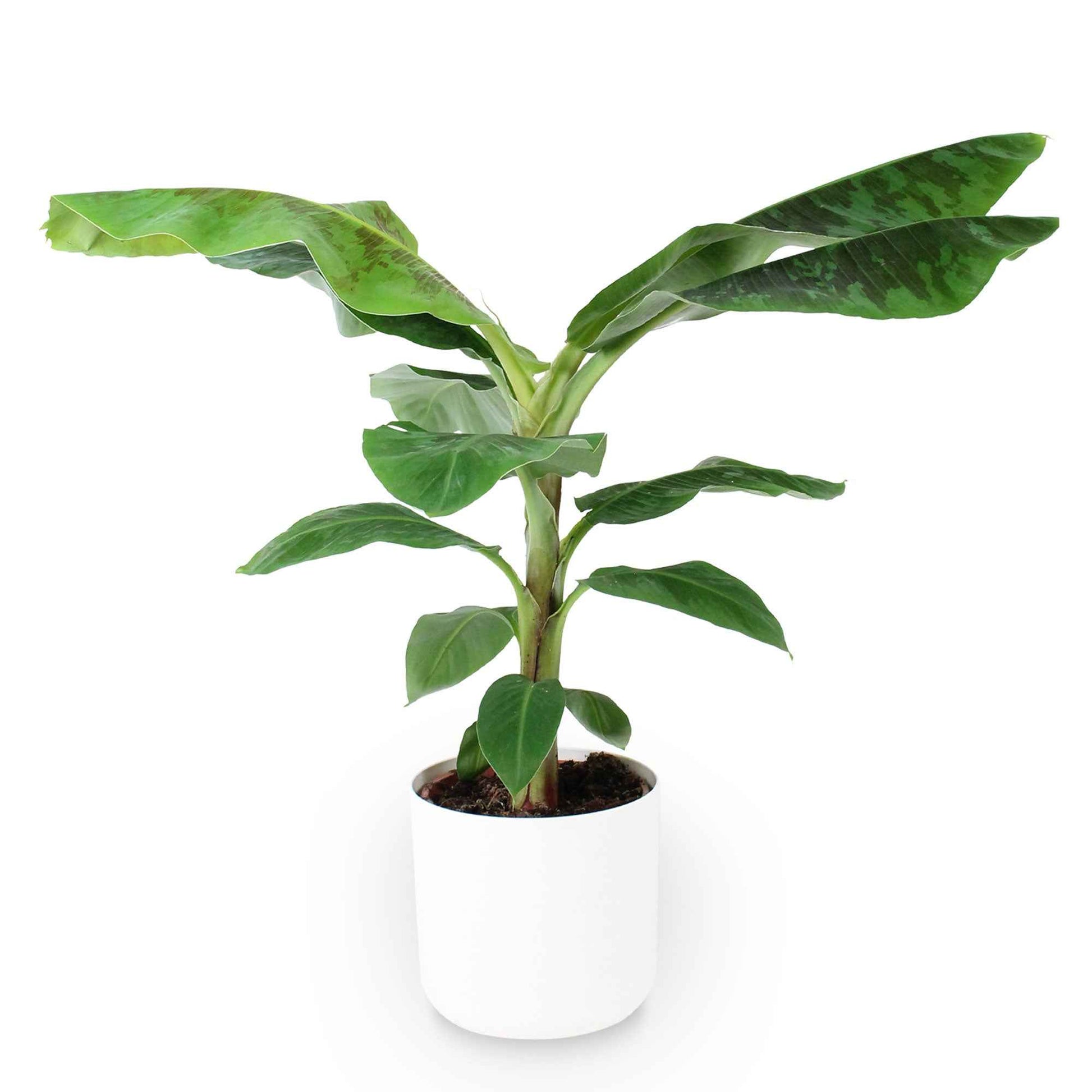 Bananenpflanze Musa Cavendish inkl. Dekotopf - Grüne Zimmerpflanzen