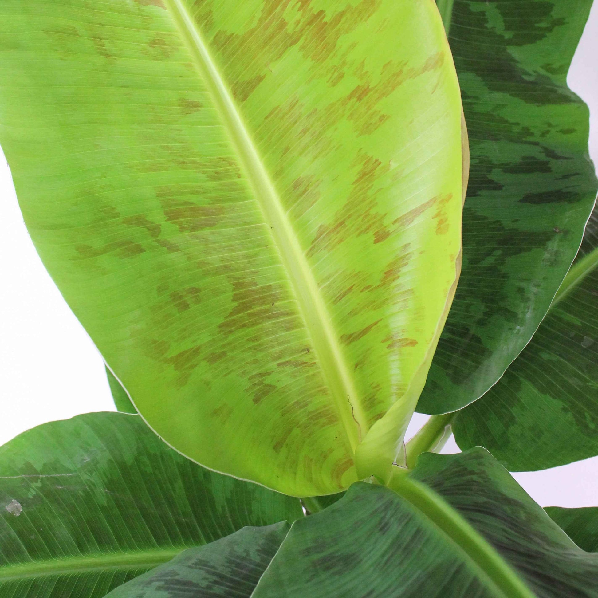Bananenpflanze Musa Cavendish inkl. Dekotopf - Geschenkideen