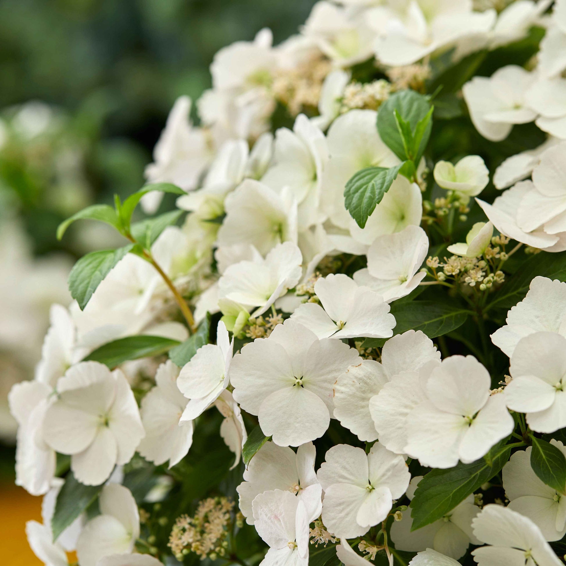 Bauernhortensie Hydrangea Runaway Bride Weiß - Winterhart - Gartenpflanzen