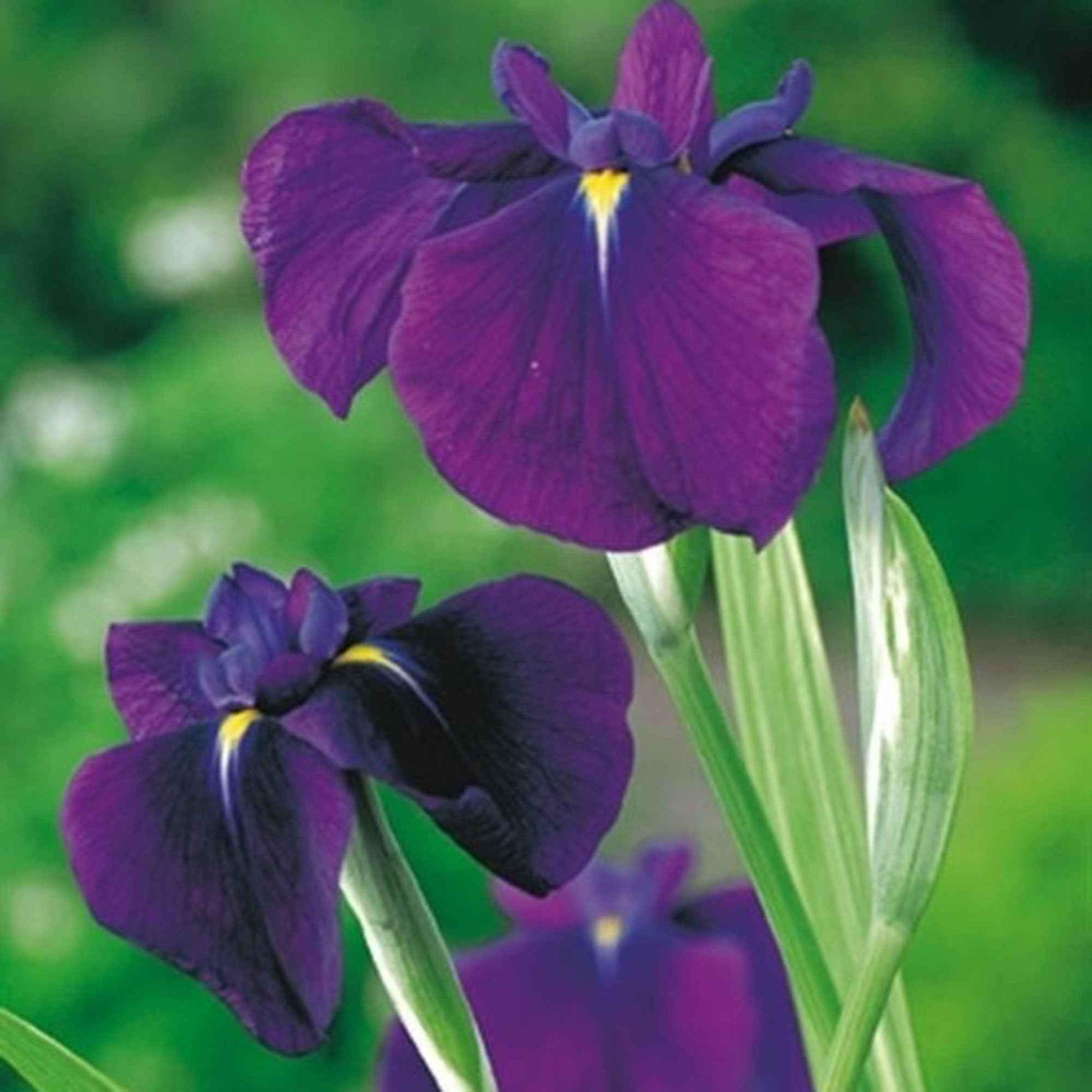 Japanische Iris Variegata lila - Alle Wasserpflanzen
