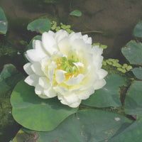 Lotus weiβ - Alle Wasserpflanzen