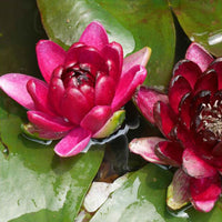 Wasserlilie 'Black Princess' rot - Alle Wasserpflanzen