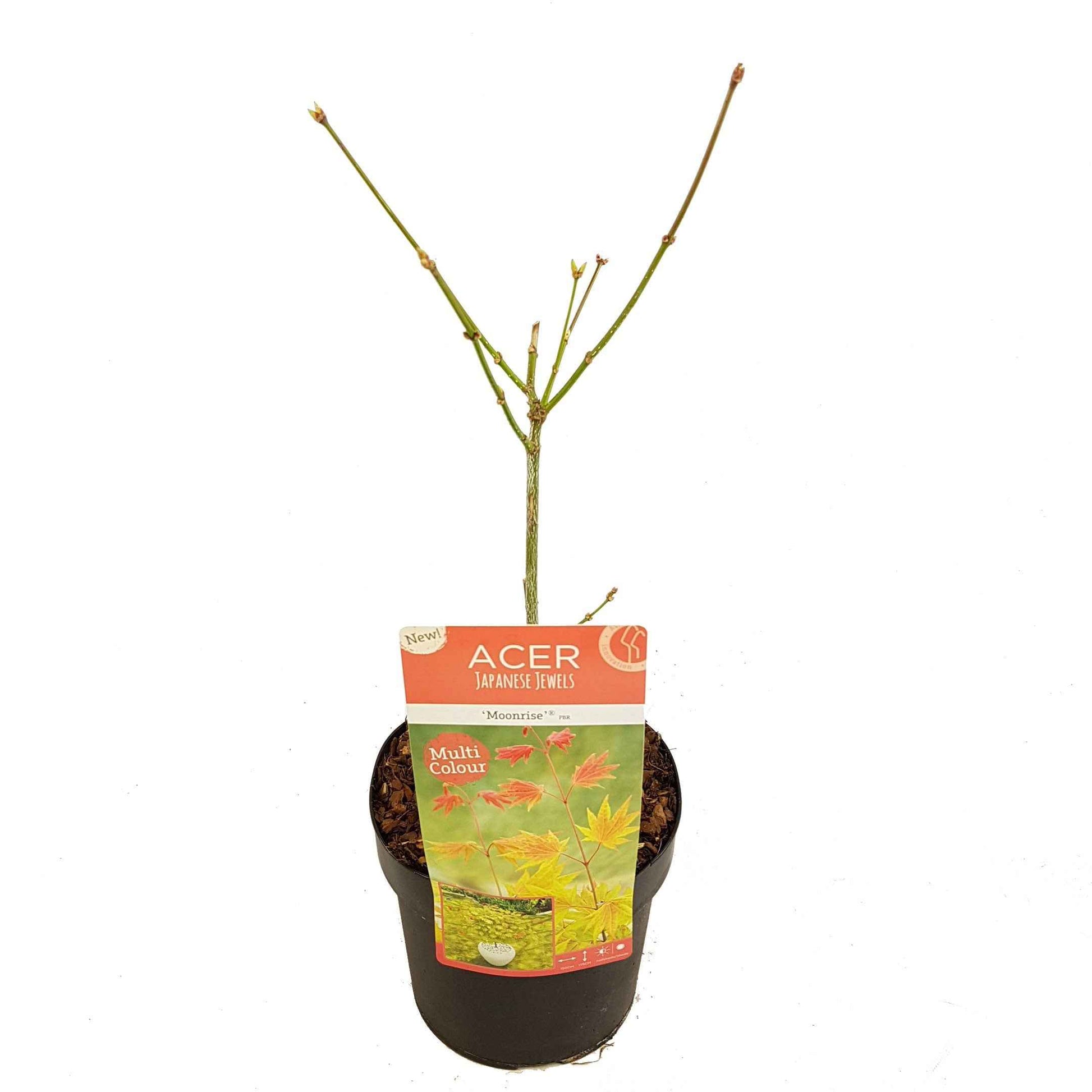 Japanischer Ahorn Acer Moonrise gelb-rot-orange - Winterhart - Pflanzeneigenschaften