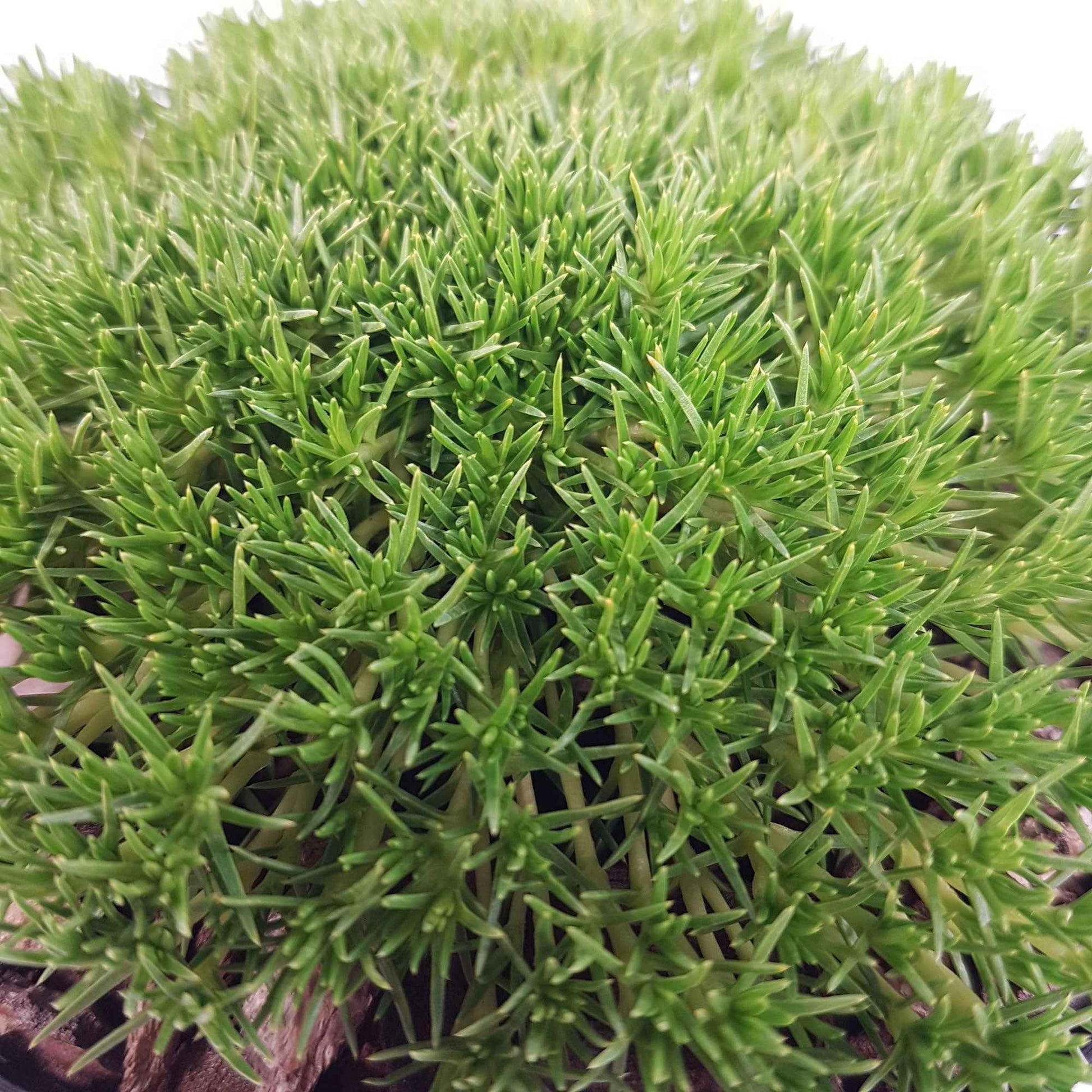 Pfriemen-Mastkraut mos Sagina Pine Green Gelb-Grün - Winterhart - Pflanzeneigenschaften