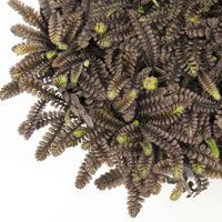 Pfriemen-Mastkraut Sagina 'Family Black' braun - Winterhart - Gartenpflanzen