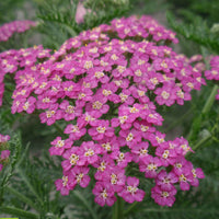 Schafgarbe Achillea millefolium Pretty Belinda - Biologisch rosa - Winterhart - Alle Gartenstauden
