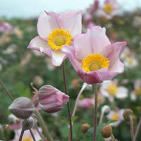 Herbstanemone Anemone Robustissima - Biologisch rosa - Winterhart - Alle Gartenstauden
