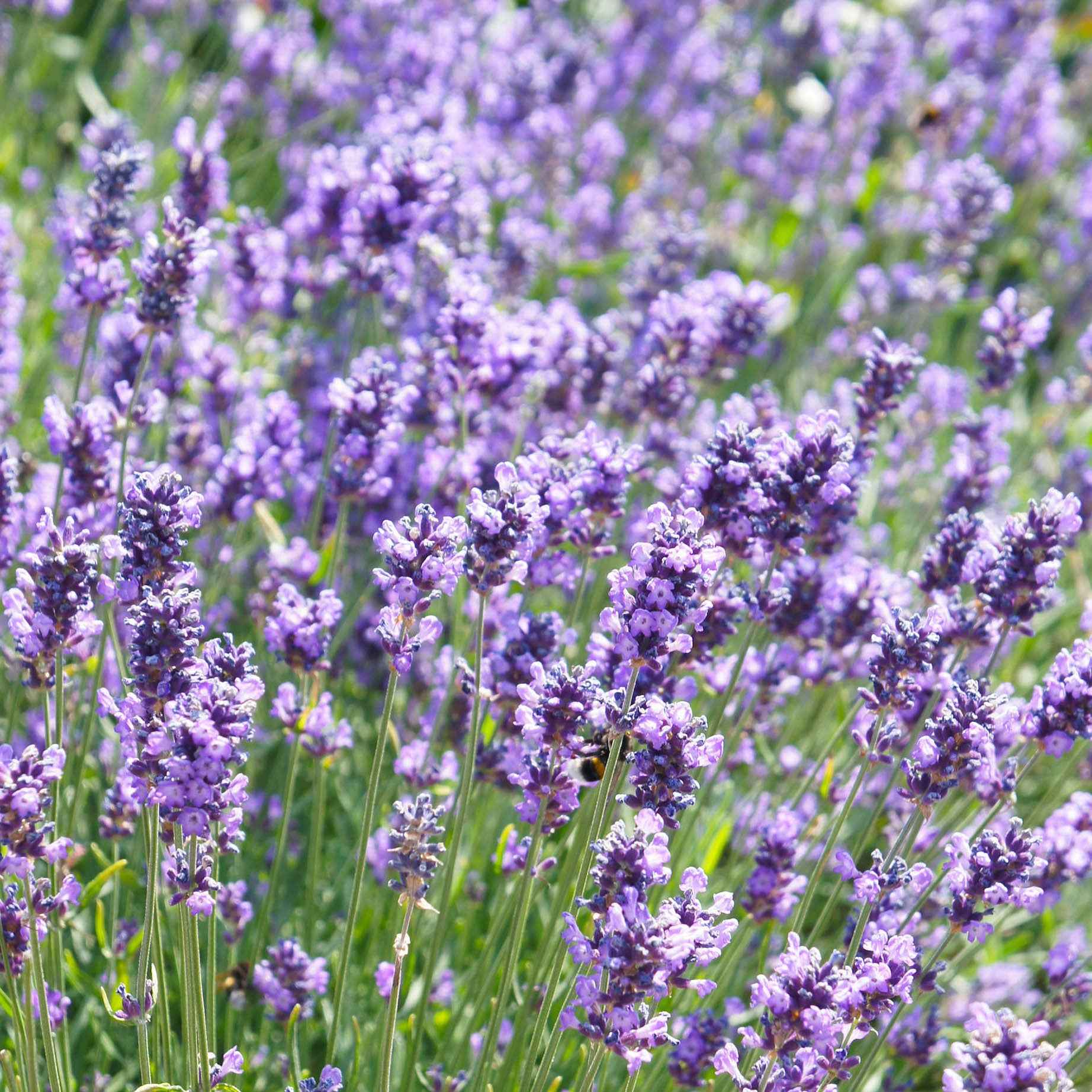 Lavendel Lavandula 'Hidcote' - Biologisch lila - Winterhart - Alle Gartenstauden