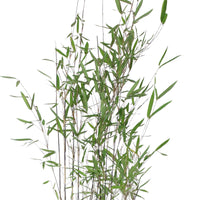 Bambus Fargesia 'Black Pearl' lila - Winterhart - Alle Bambusarten
