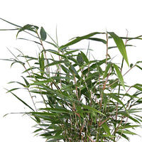 2 Bambus Fargesia rufa inkl. Capi-Ziertopf, anthrazit - Winterhart - Bambus