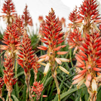 Aloe 'Safari Sunrise' Orange - Beliebte Gartenpflanzen