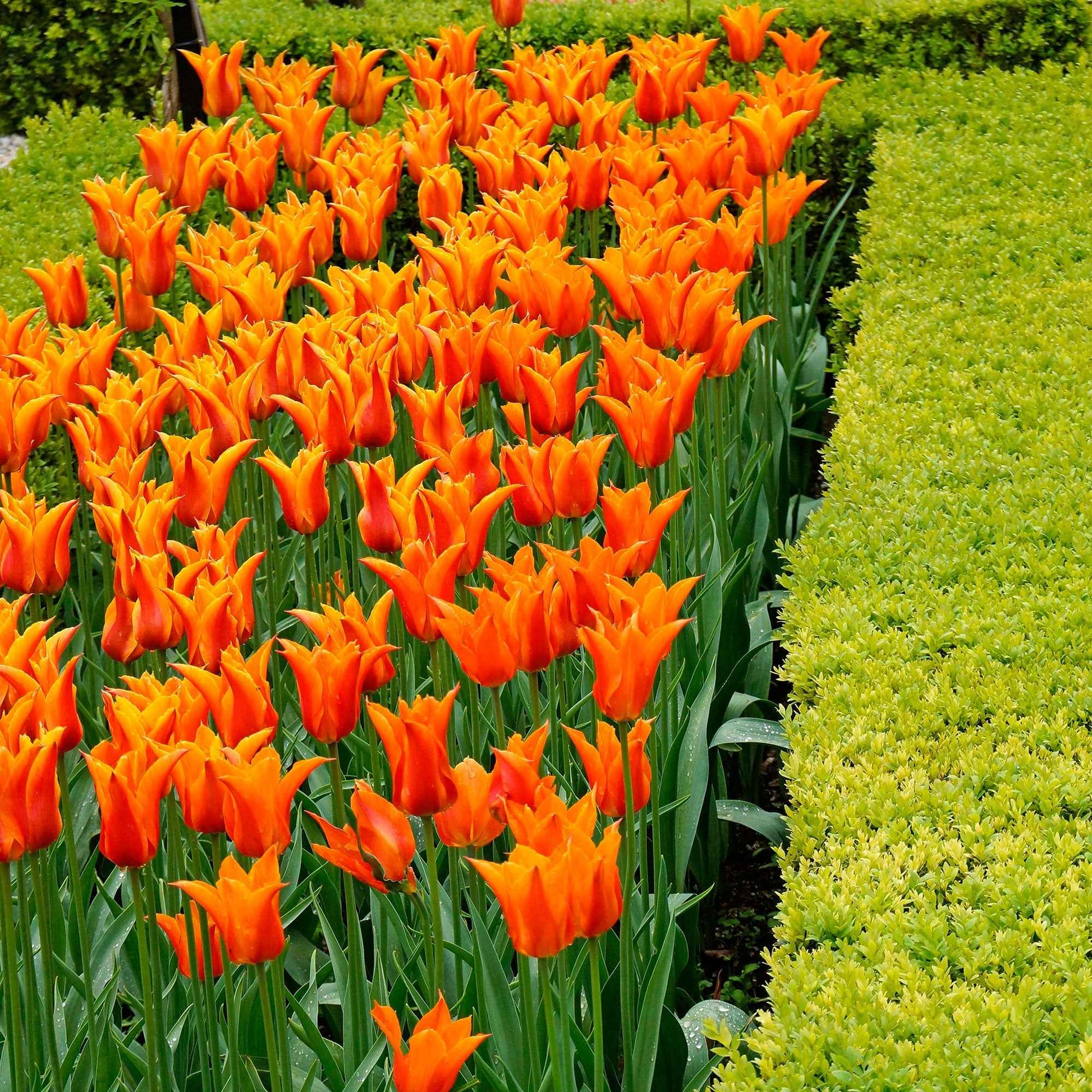 18x Tulpen Tulipa Ballerina orange - Alle Blumenzwiebeln
