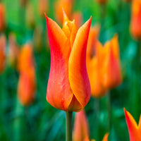 18x Tulpen Tulipa Ballerina orange - Alle beliebten Blumenzwiebeln