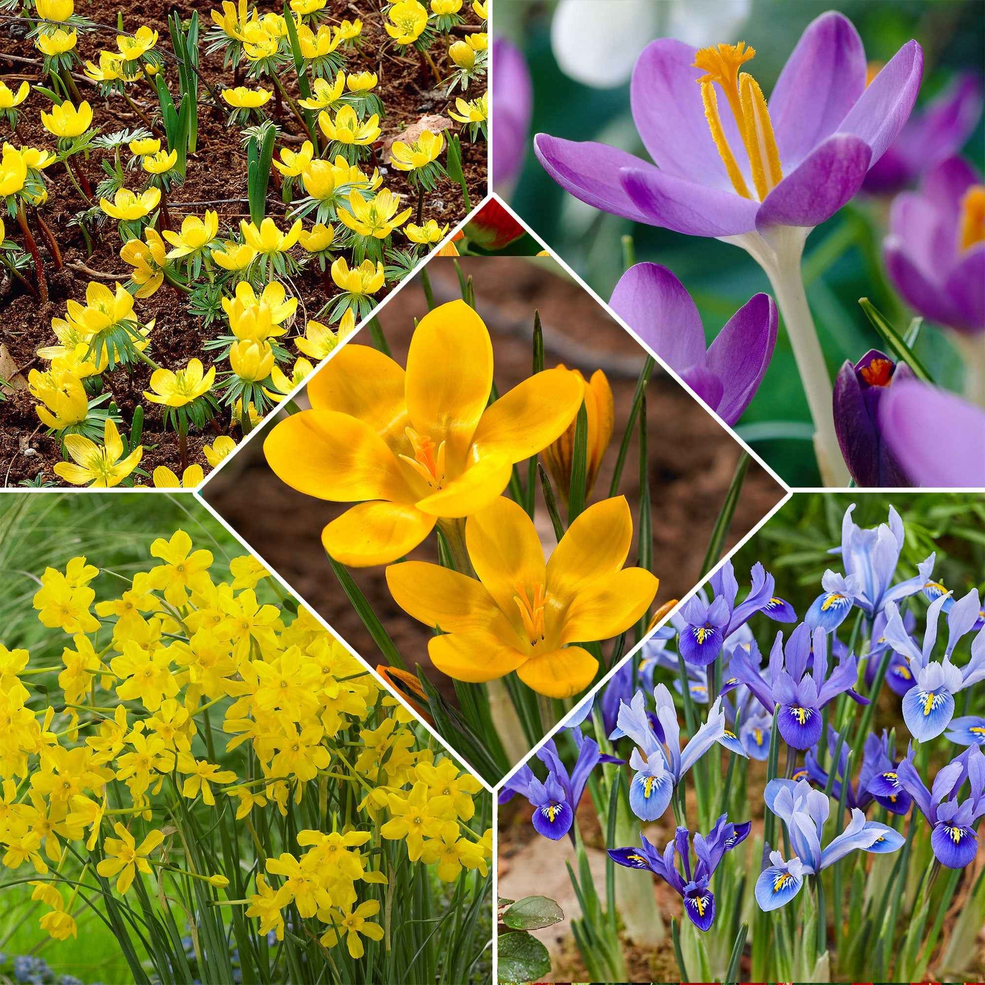 50x Blumenzwiebeln - Mischung Bees & Butterflies lila-gelb-blau - Alle Blumenzwiebeln