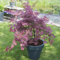 Japanischer Ahorn Acer Amagi Shigure rosa-lila-gemischt - Winterhart - Gartenpflanzen