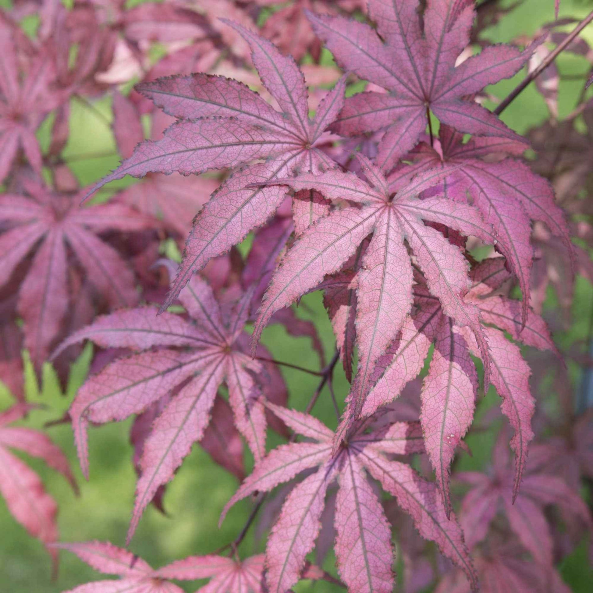 Japanischer Ahorn Acer Amagi Shigure rosa-lila-gemischt - Winterhart - Pflanzeneigenschaften
