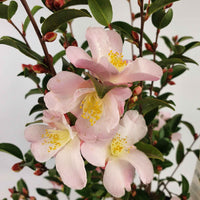 Kamelie Camellia Fairy Blush rosa - Winterhart - Blühende Sträucher