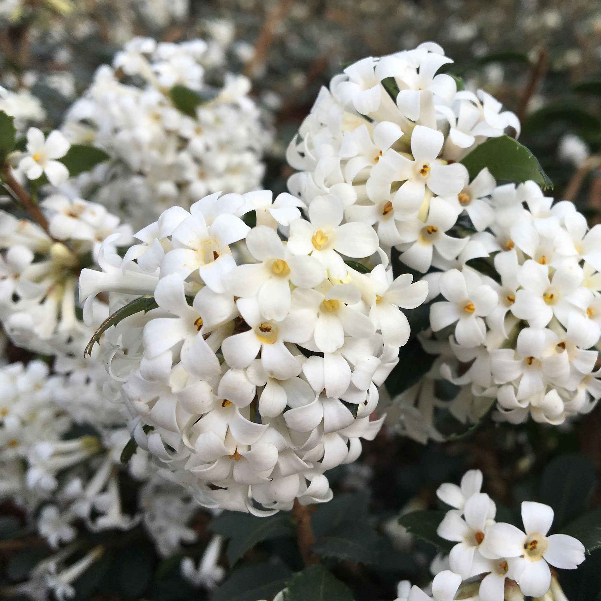 Herbstduftblüte Osmanthus Perfume of Nature weiβ - Winterhart - Gartenpflanzen