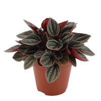 Peperomia santorini grau-rosa - Alle pflegeleichten Zimmerpflanzen