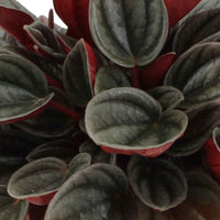 Peperomia santorini grau-rosa - Büropflanzen