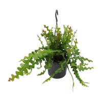 Saagkaktus Epiphyllum anguliger inkl. Hängetopf aus Kunststoff - Hängepflanze - Alle pflegeleichten Zimmerpflanzen