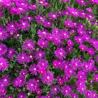 6x Eisblume Delosperma Ice Cream rosa - Winterhart - Gartenpflanzen