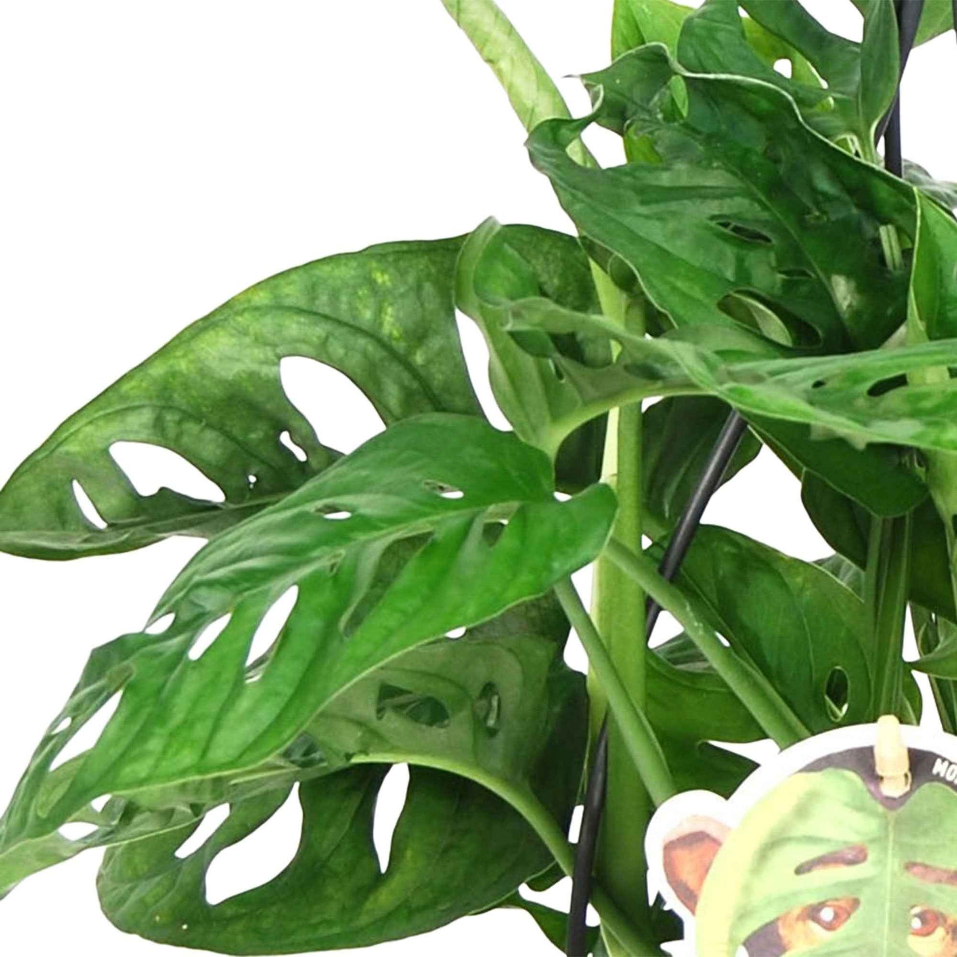 Fensterblatt Monkey Leaf - Beliebte grüne Zimmerpflanzen