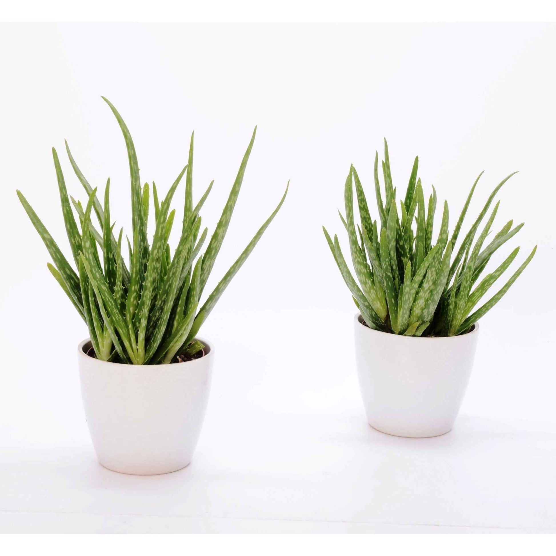 2x Aloe vera Clumb inkl. Dekotopf - Alle pflegeleichten Zimmerpflanzen