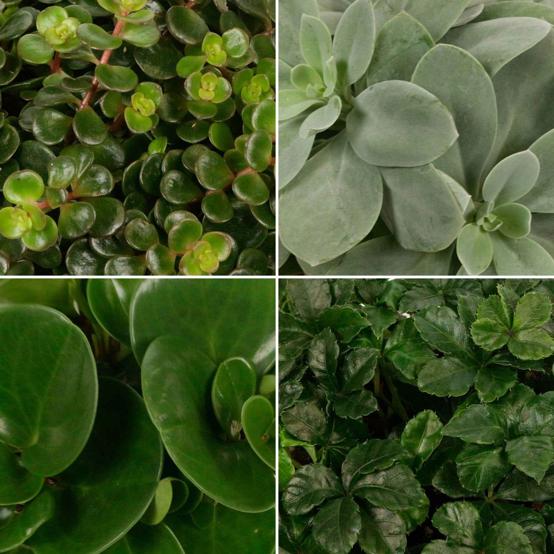 4x Grüne Zimmerpflanzen - Mischung Eden Collection - Beliebte Zimmerpflanzen