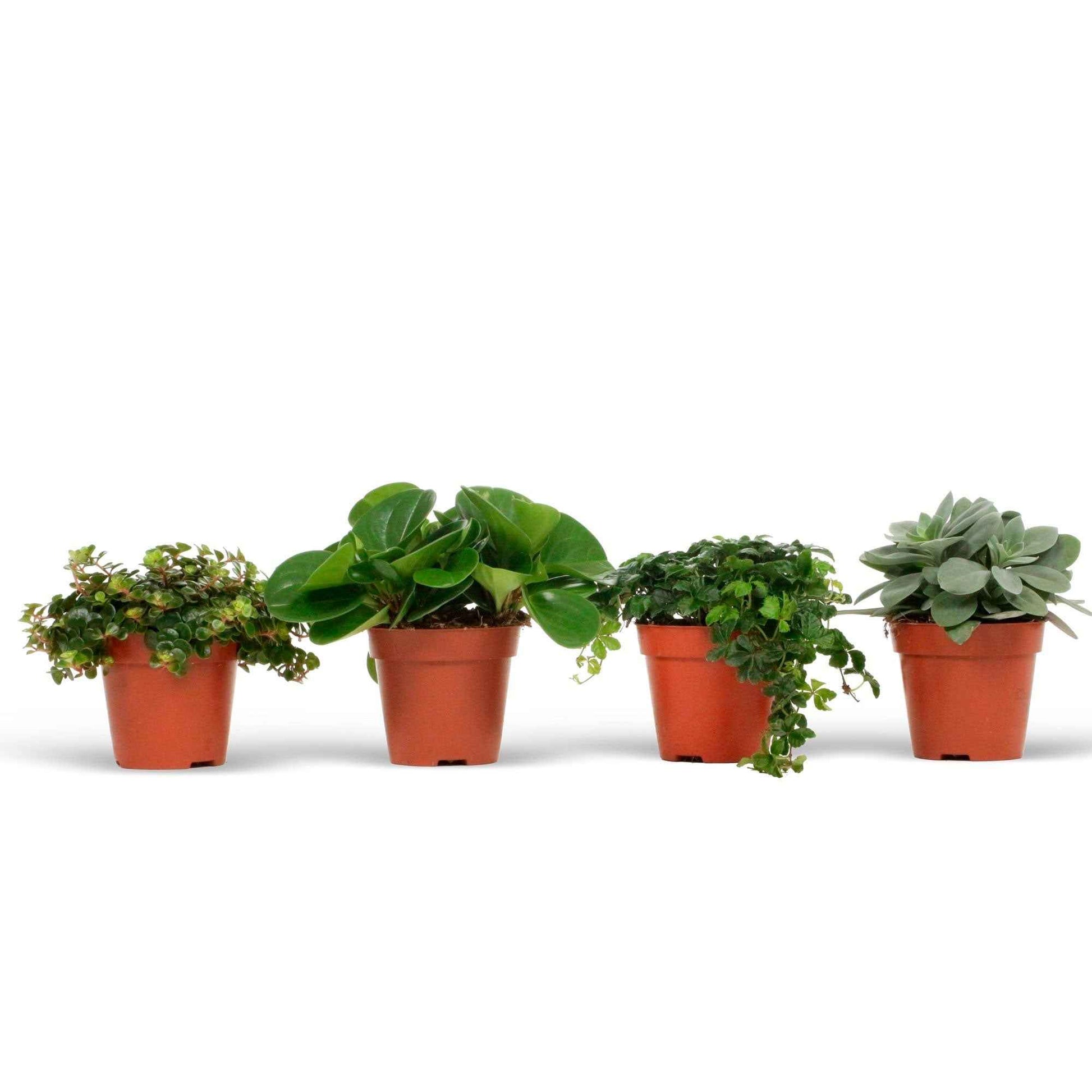 4x Grüne Zimmerpflanzen - Mischung Eden Collection - Beliebte grüne Zimmerpflanzen