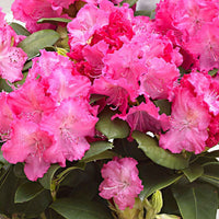 Rhododendron Germania rosa - Winterhart - Blühende Gartenpflanzen
