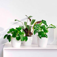 3x Trendige Zimmerpflanzen - Mischung inkl. Ziertöpfe, weiß - Grüne Zimmerpflanzen