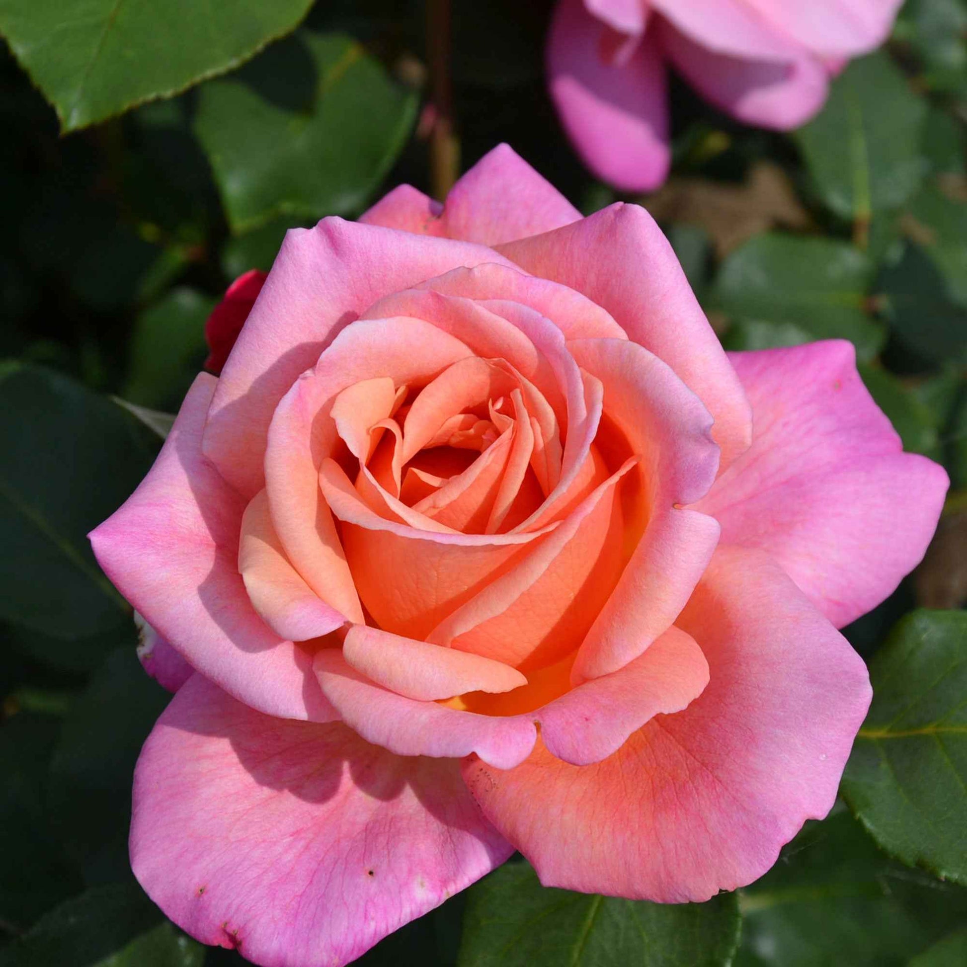 Großblütige Rose 'Rosa' 'Myveta'® Rosa-Orange  - Wurzelnackte Pflanzen - Winterhart - Garten Neuheiten