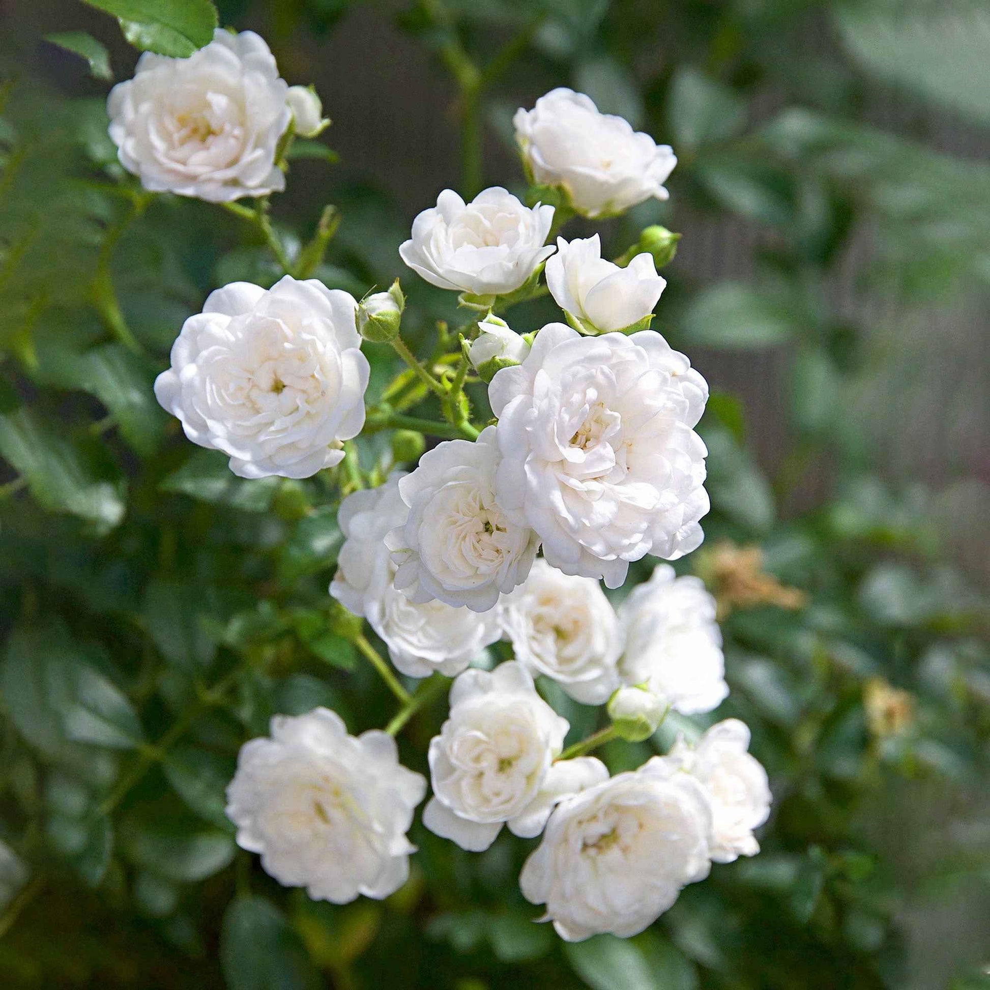3x bodendeckende Rose  Rosa 'Crystal Fairy'® Weiß  - Wurzelnackte Pflanzen - Winterhart - Bodendeckende Rosen