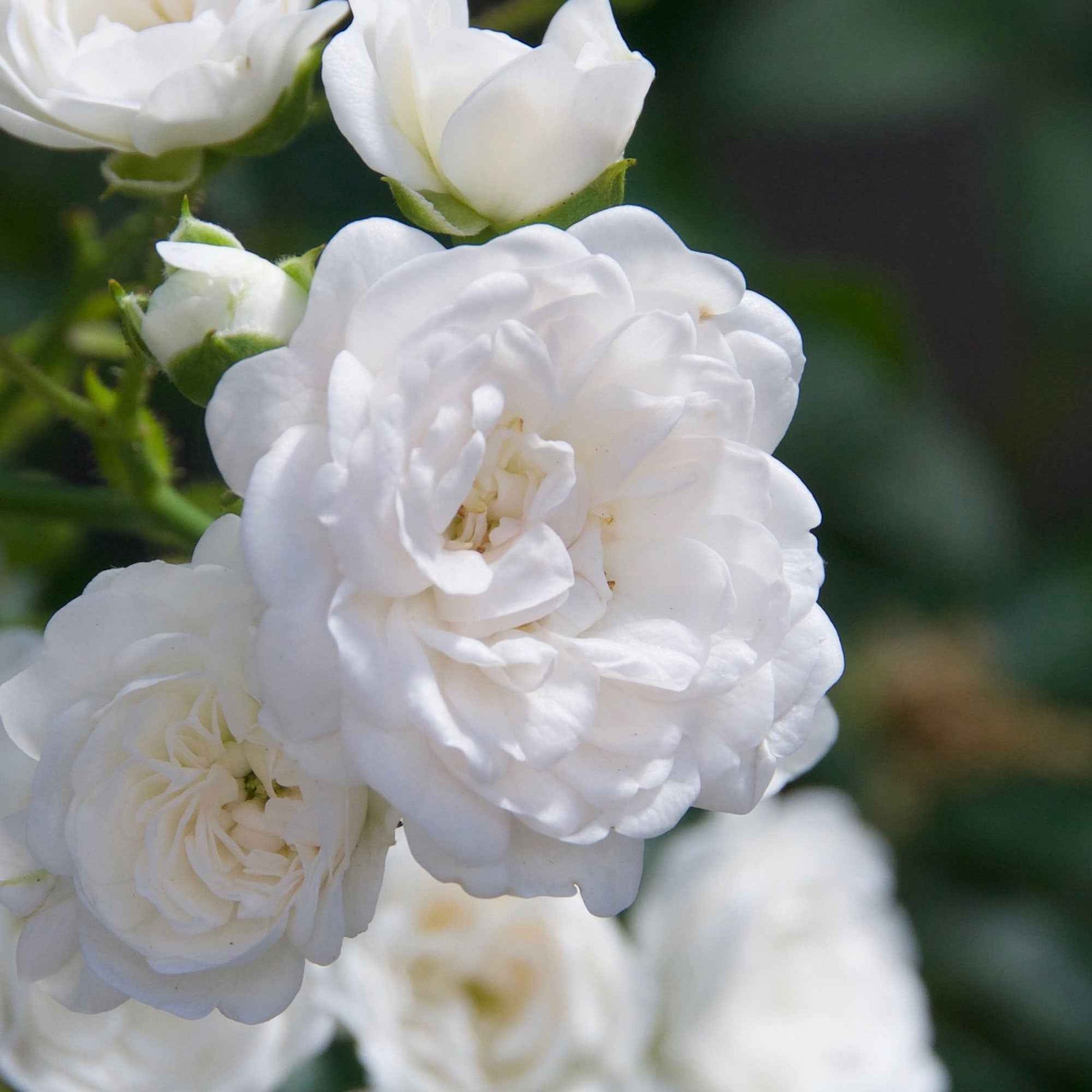 3x bodendeckende Rose  Rosa 'Crystal Fairy'® Weiß  - Wurzelnackte Pflanzen - Winterhart - Garten Neuheiten