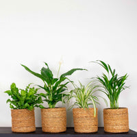 4x Luftreinigende Zimmerpflanzen - Mischung inkl. Körbe, braun - Grüne Zimmerpflanzen